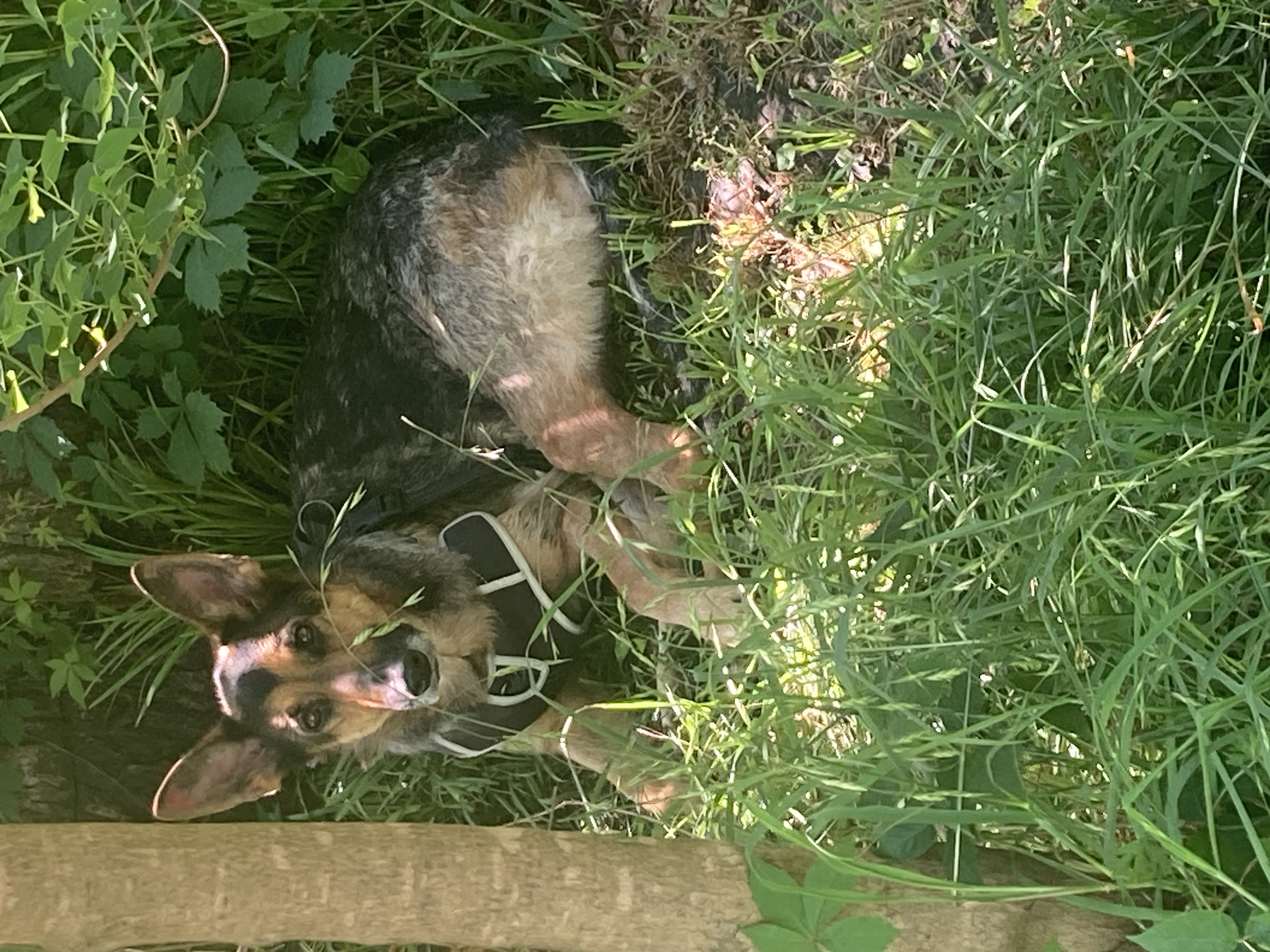 Maggie in a bush!