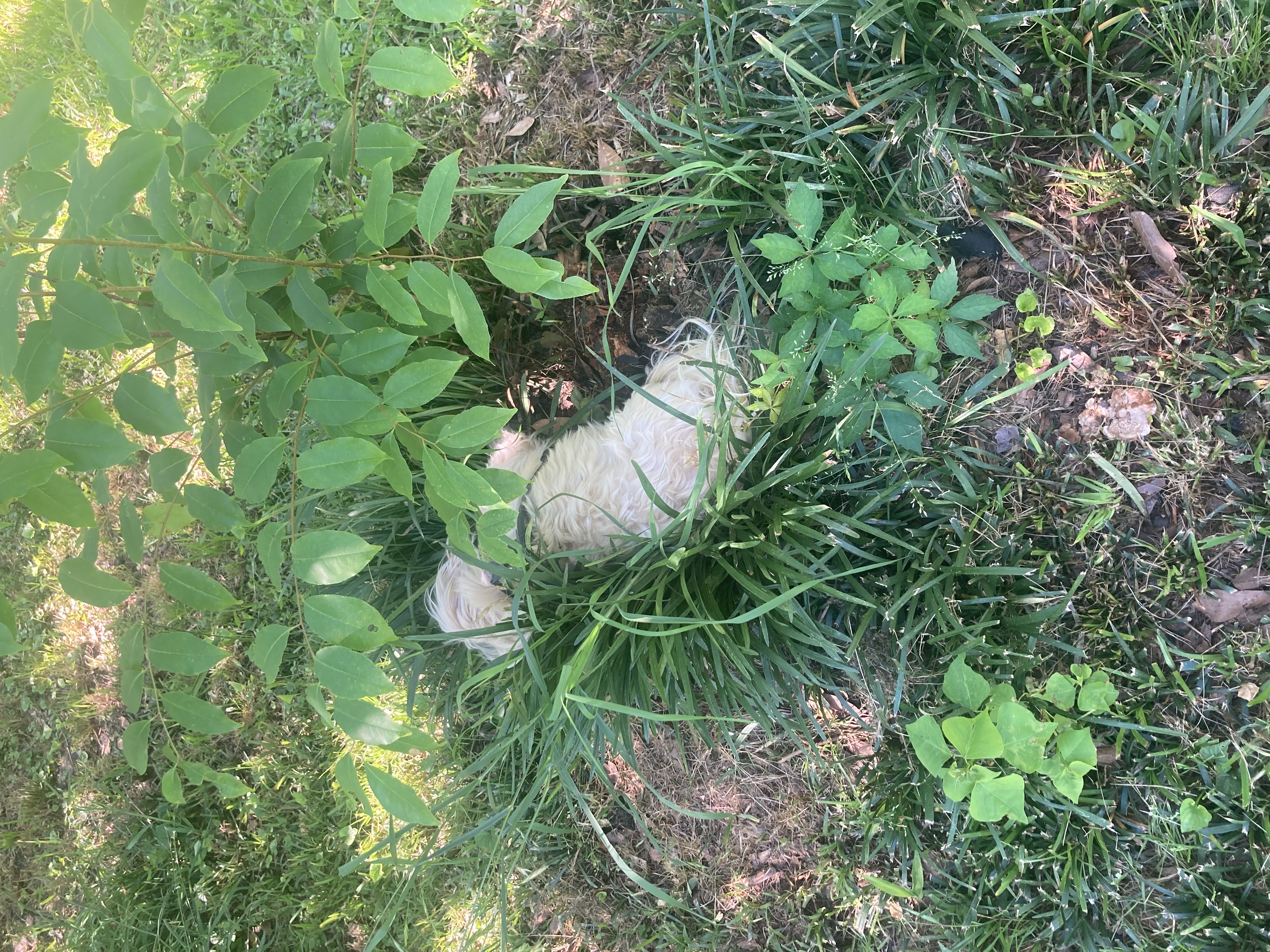 Riri sleeping in a bush!