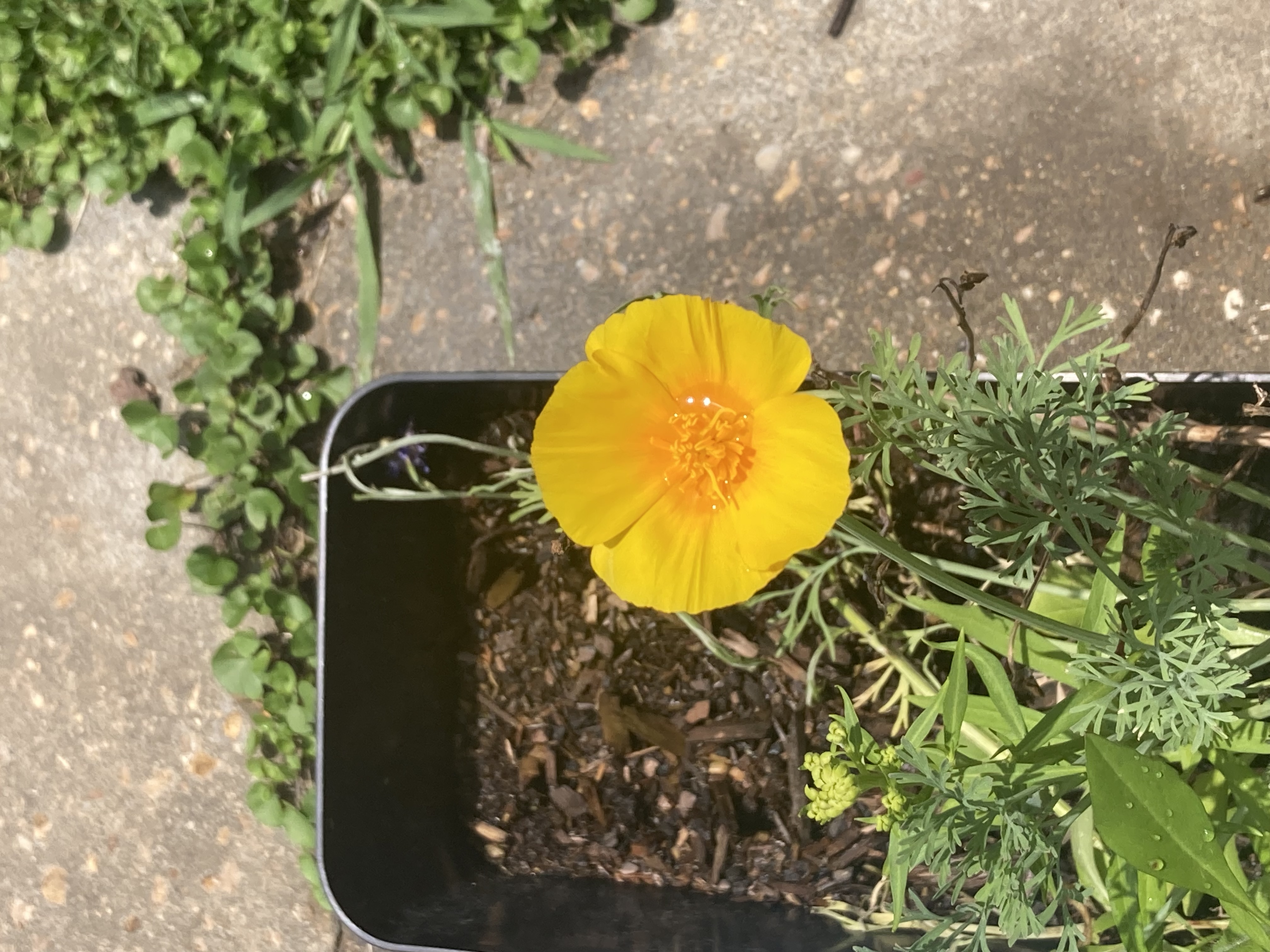 yellow flower!
