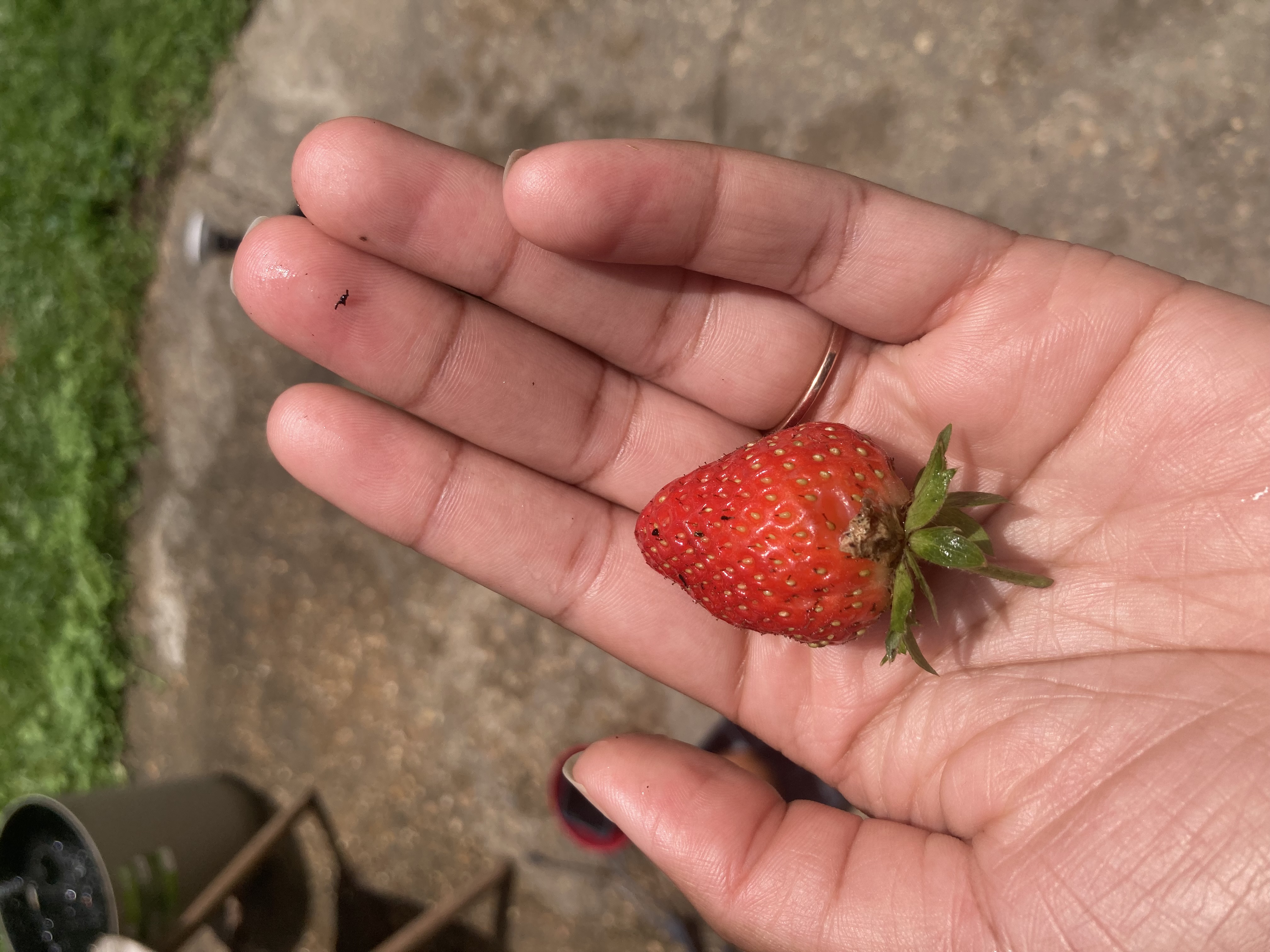 fresh strawberry!
